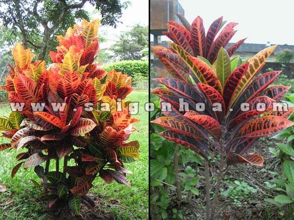 CÂY CÔ TÒNG LÁ HỒNG ĐỎ -MANG LẠI KHÔNG GIAN SINH ĐỘNG VÀ NỔI BẬT