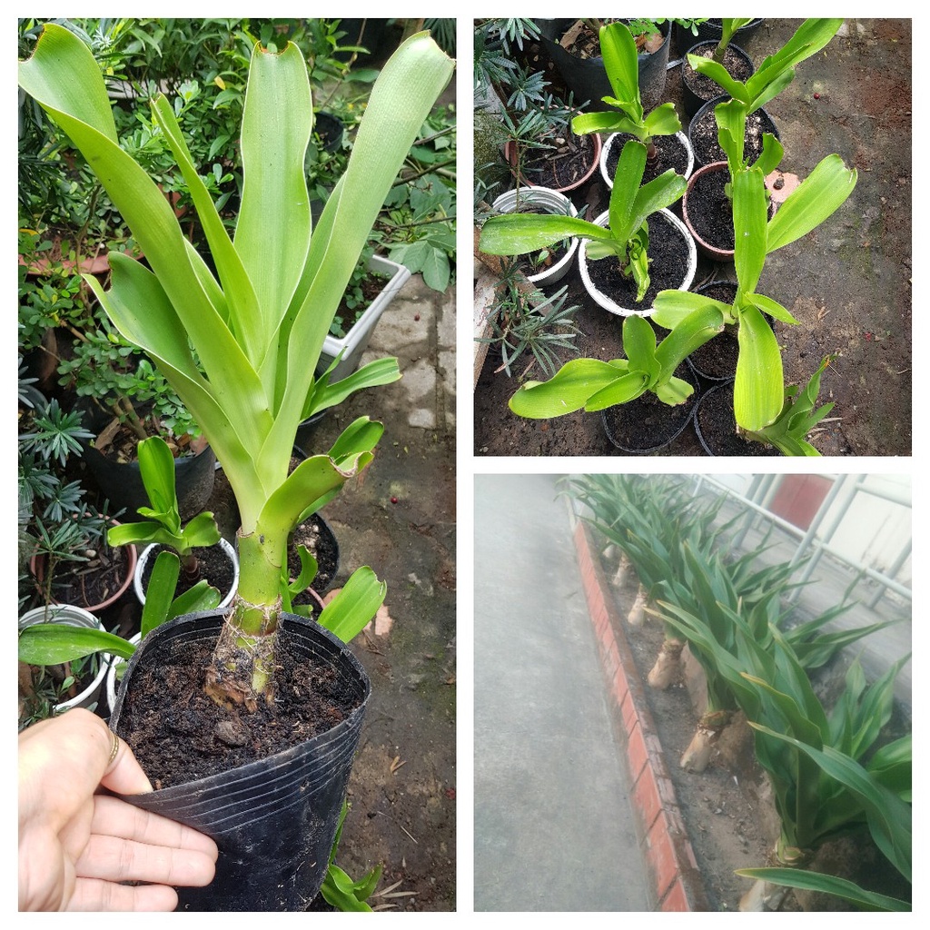 Củ giống cây hoa náng đỏ nặn bong gân