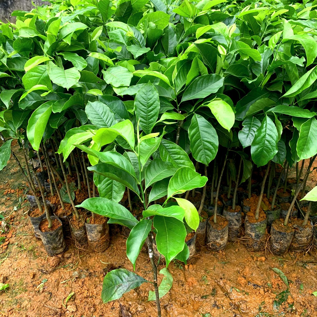 CÂY DỔI XANH NẾP GIỐNG DÒNG THU HẠT