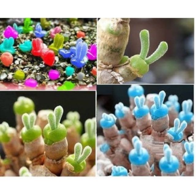 Hạt giống cây tai thỏ mix màu 20 hạt