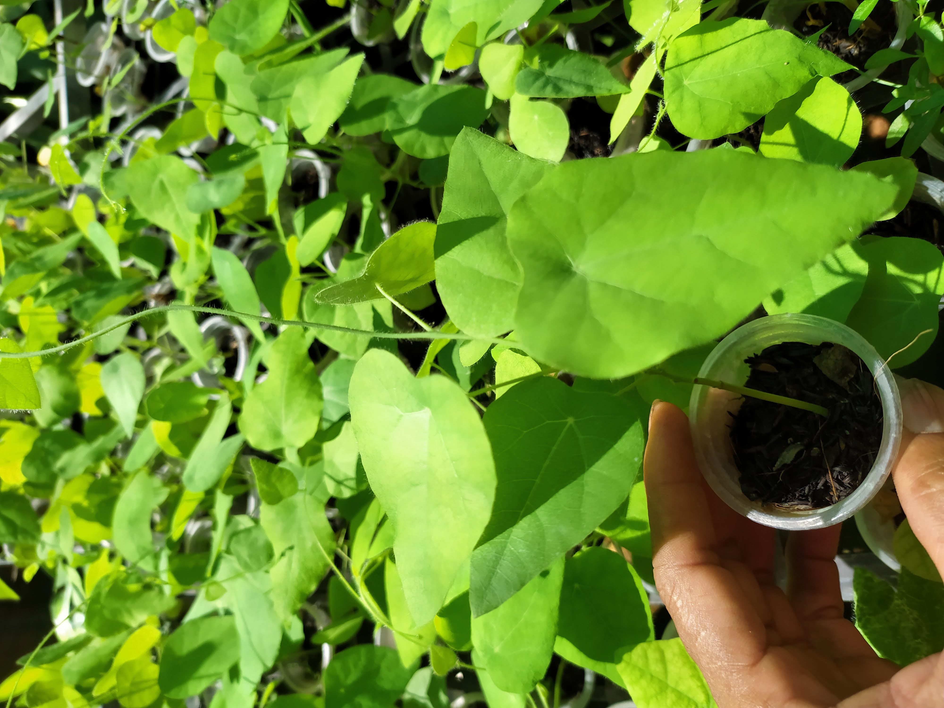 Combo of 10 forest ginseng plants (feather ginseng) sowing