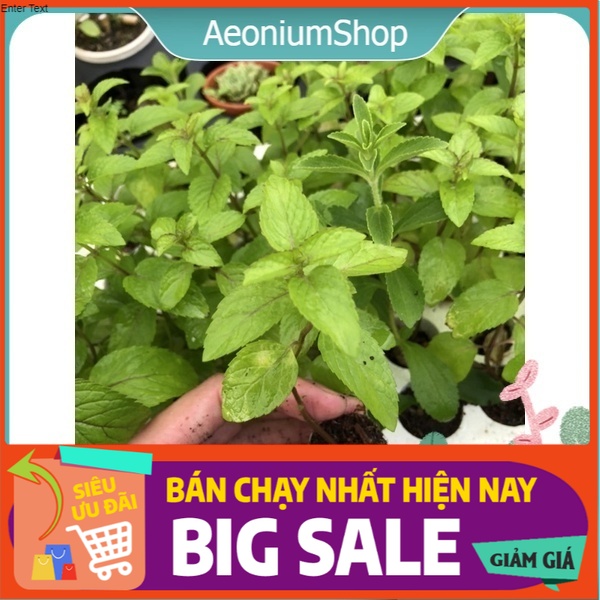 Combo 5 cây bạc hà âu- pháp - euromint