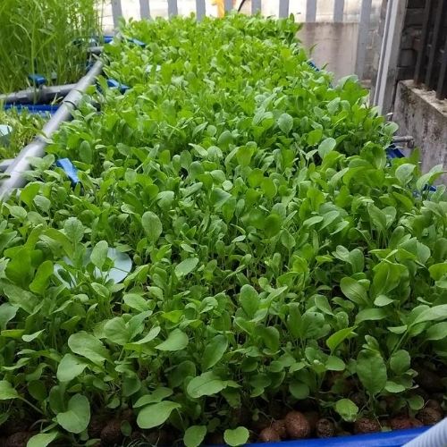 1kg VIÊN ĐẤT NUNG ( SỎI NHẸ ) SFARM