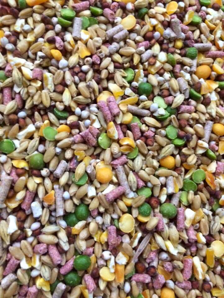 [HCM]Ngũ cốc gà đá dành cho gà tơ 1kg.