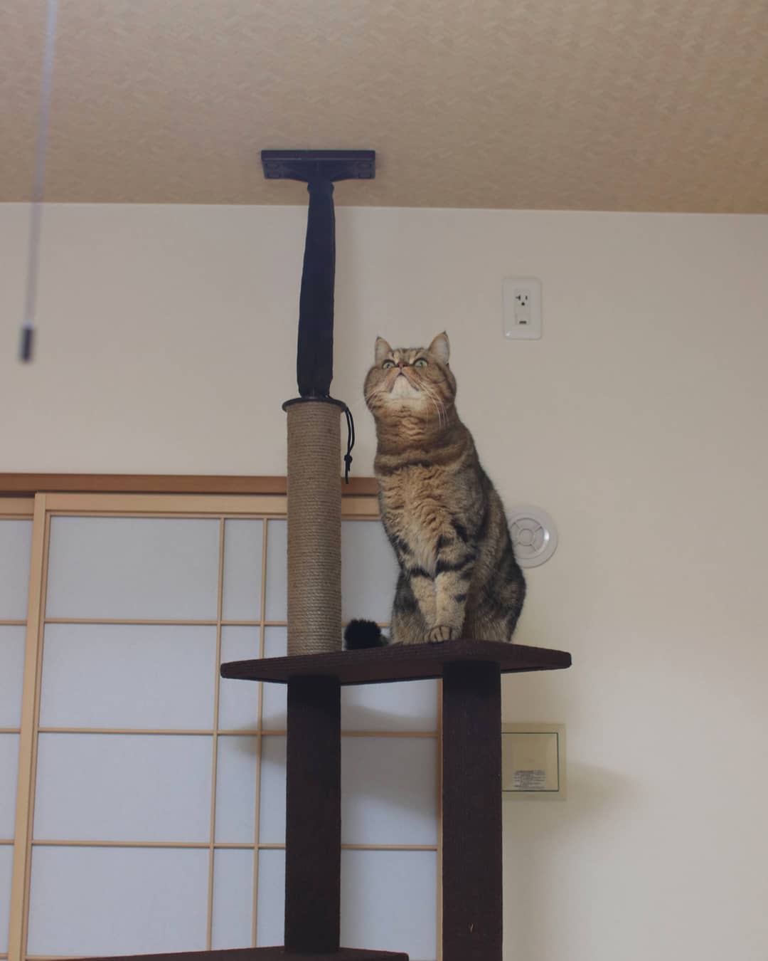 [HCM]Tháp mèo Single - CattyMan 84179