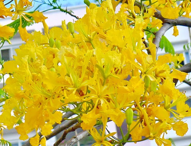 Combo 5 bầu cây giống cây hoa phượng vàng siêu đẹp