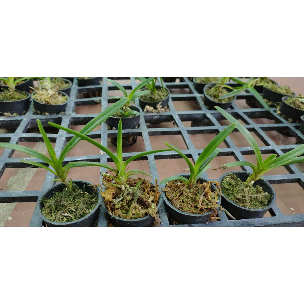 Lan kiếm xanh huế hàng giống