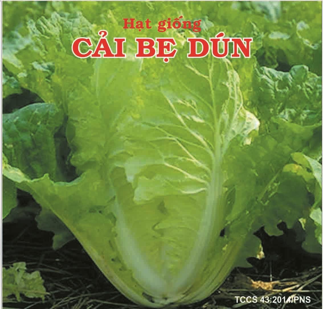 hạt giống cải bẹ dún