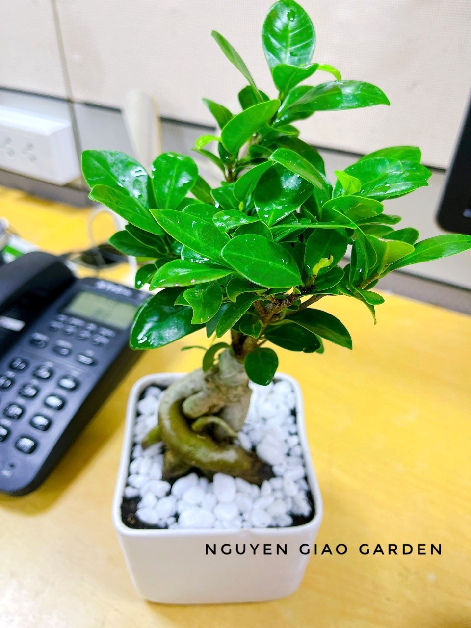 Cây si nhật bonsai chậu sứ trang trí nội thất