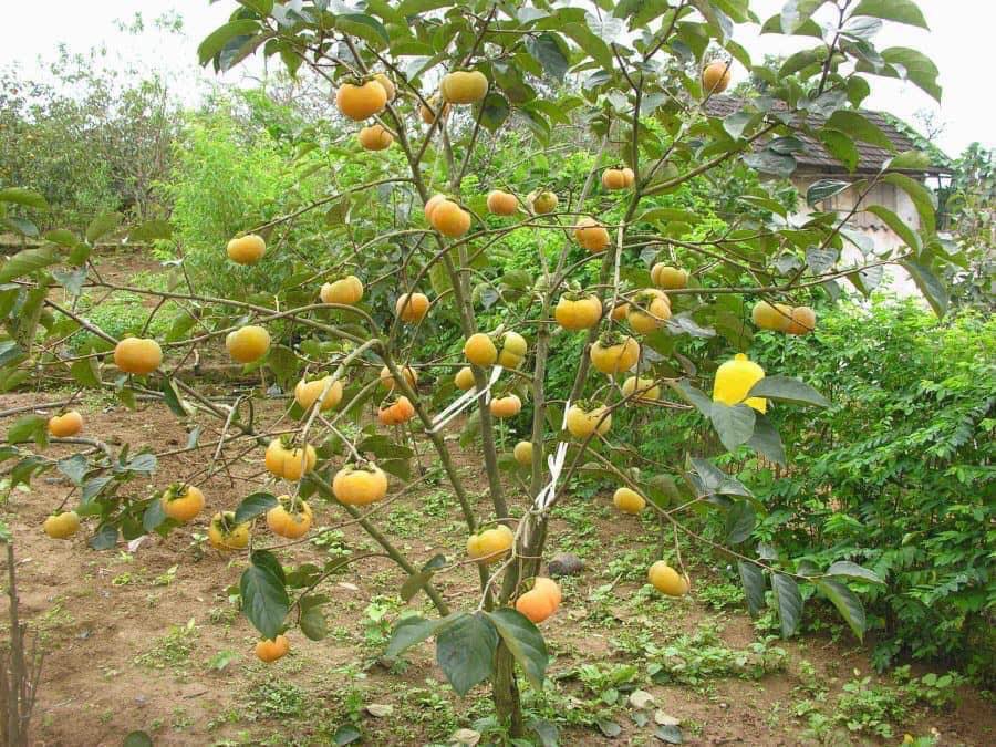 Cây giống Hồng giòn Đà Lạt [ không hạt, quả siêu to ].