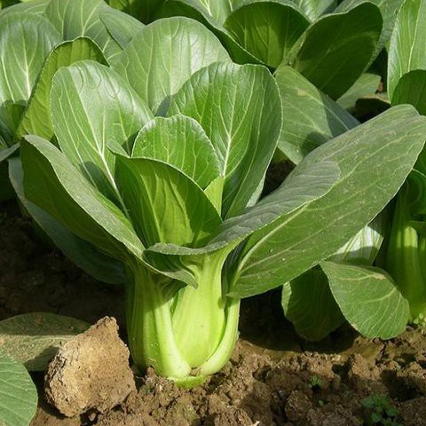 20 Gram - Hạt Giống Cải Thìa Thượng Hải