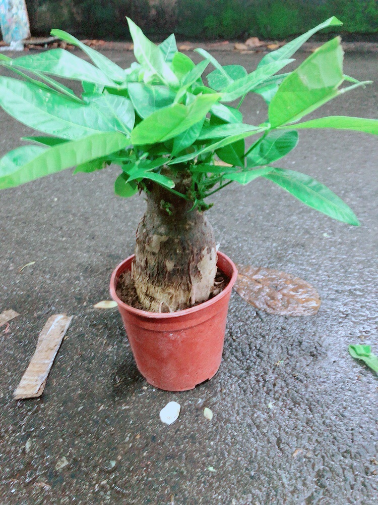 Kim Ngân 1 Thân Lớn