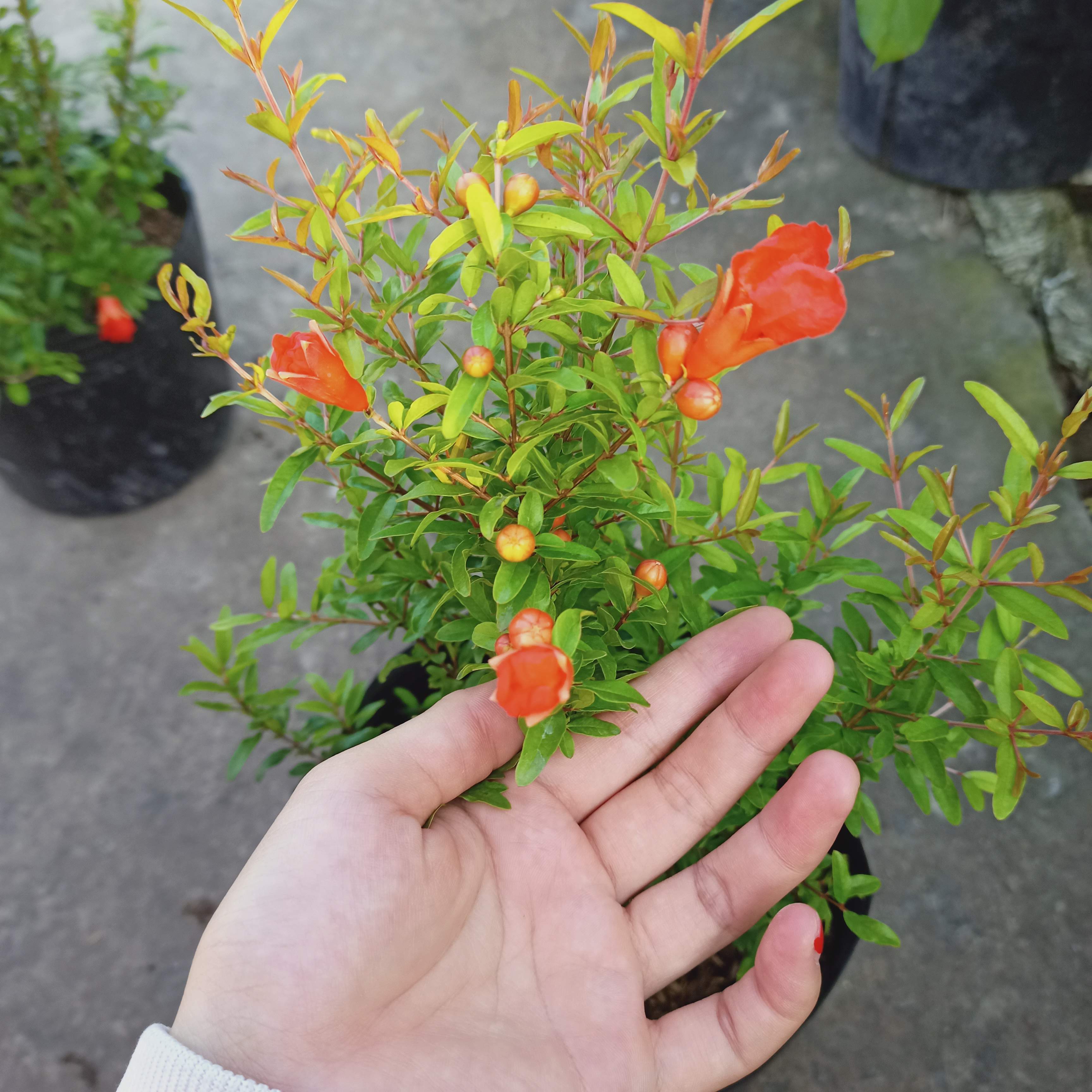 Cây lựu đỏ, cây kiểng đang hoa và có trái nhỏ, bầu rễ ổn định, tán sum, cây khỏe mạnh - Summer Garden