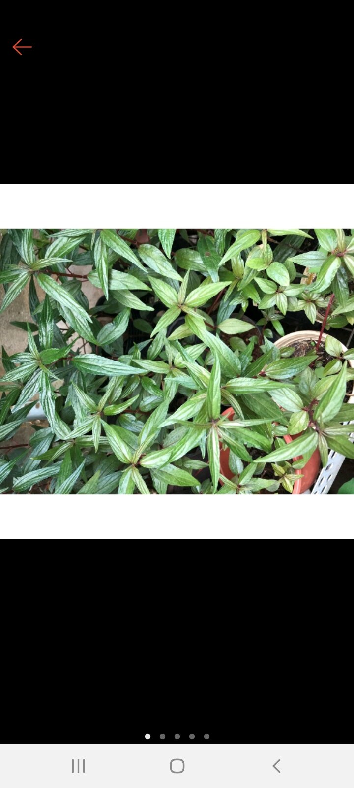 bầu 20 cây giống thuoc dòi (tía) bọ mắm