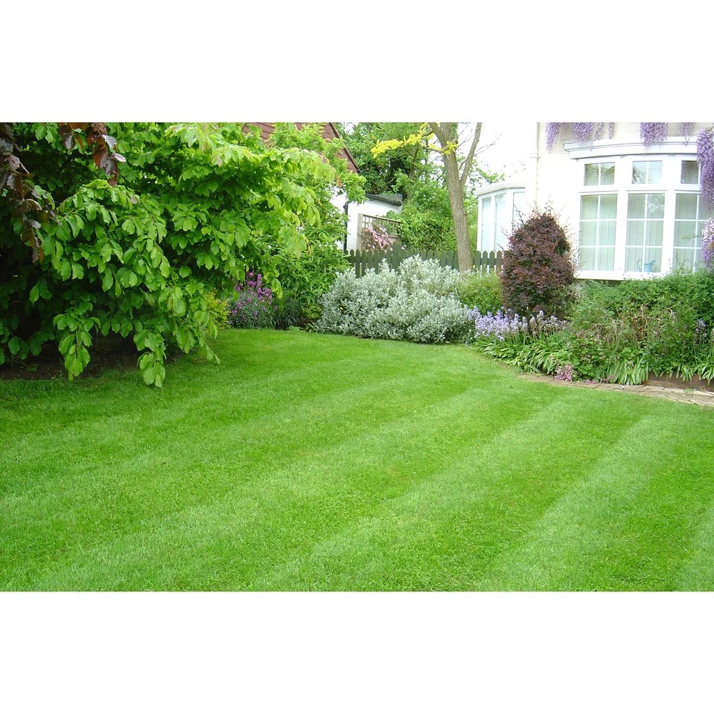 Hạt Giống Cỏ Bermuda Tự Nhiên Màu Xanh Mát - Gói 100gram Cho Sân Vườn 10m2
