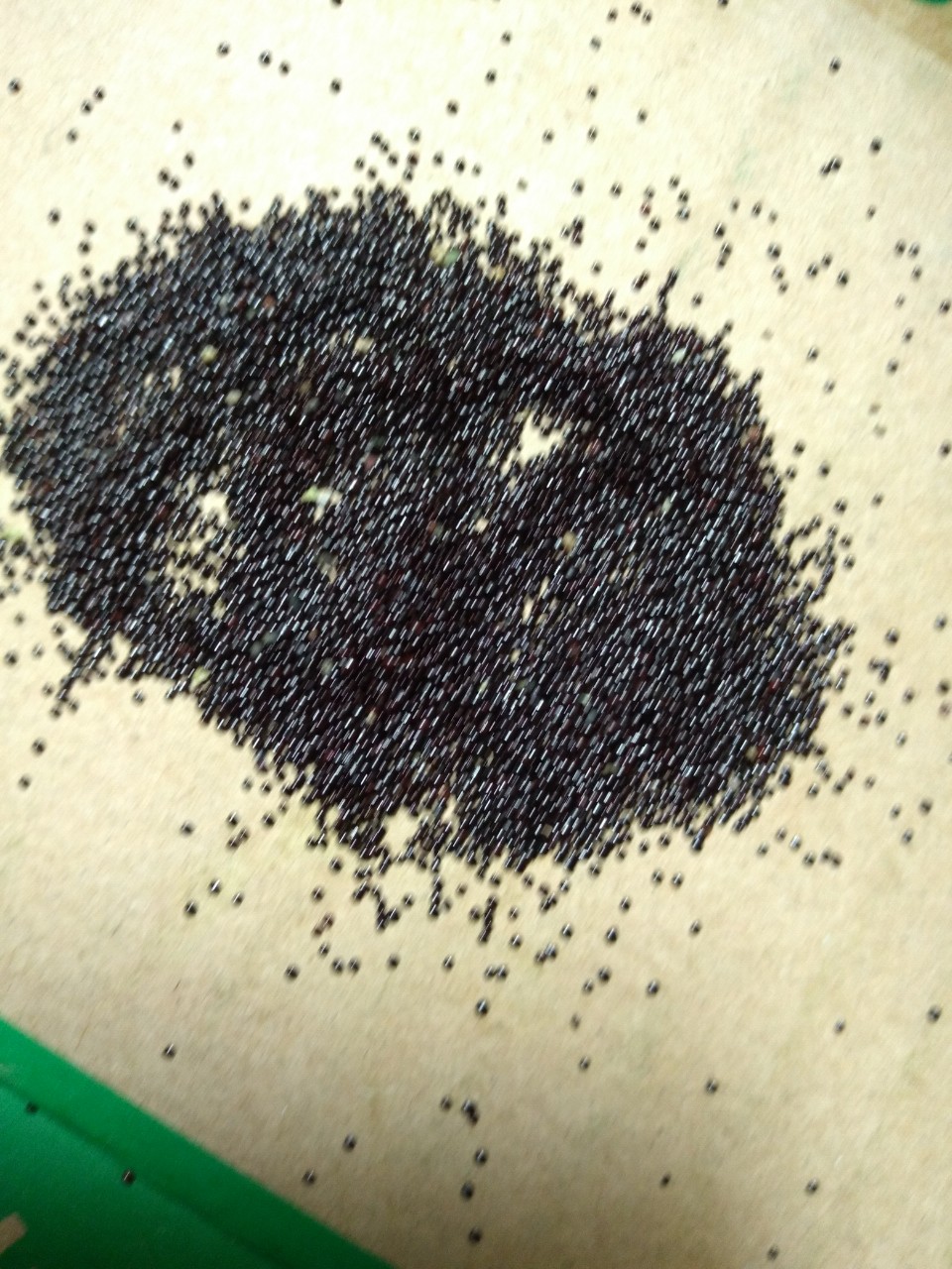 Hạt Giống Sâm Đất ( Thổ Sâm ) - (Talinum.Crassifolium,Willd) - 15 hạt/gói