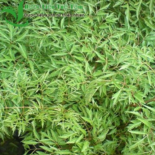 [HCM]Lá đinh lăng khô - Đinh lăng nếp lá nhỏ
