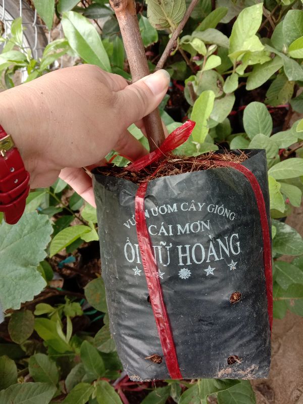 cây ổi nữ hoàng + Tặng 02 Cây Quế Giống