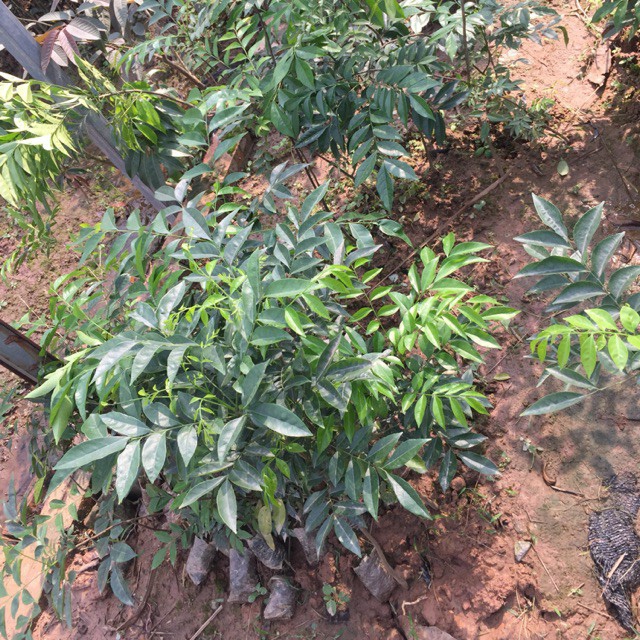2 cây móc mật giống