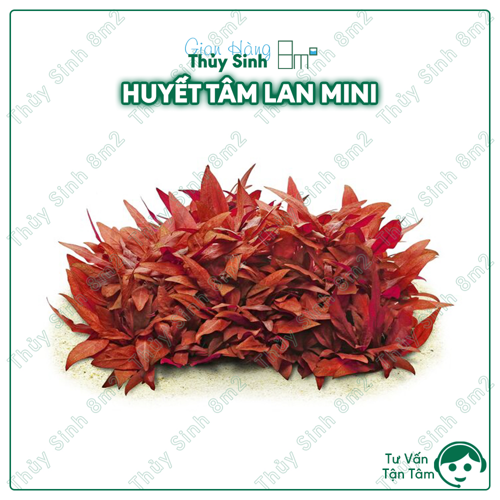 Cây huyết tâm lan mini thủy sinh tiền cảnh, cắt cắm | 8m2