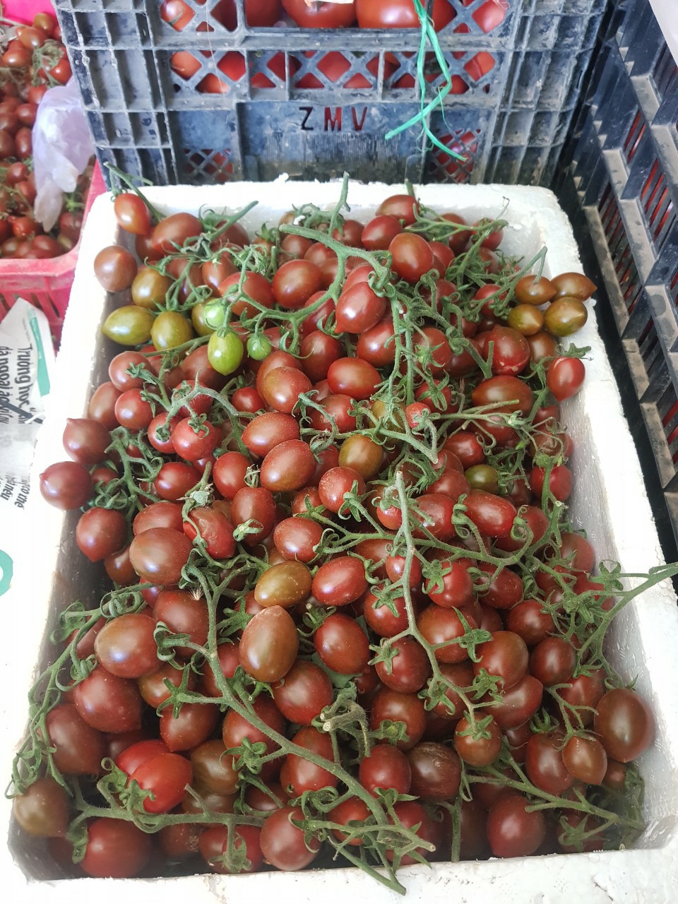 Hạt Giống Cà Chua Bi Socola 0.1gr năng suất cao