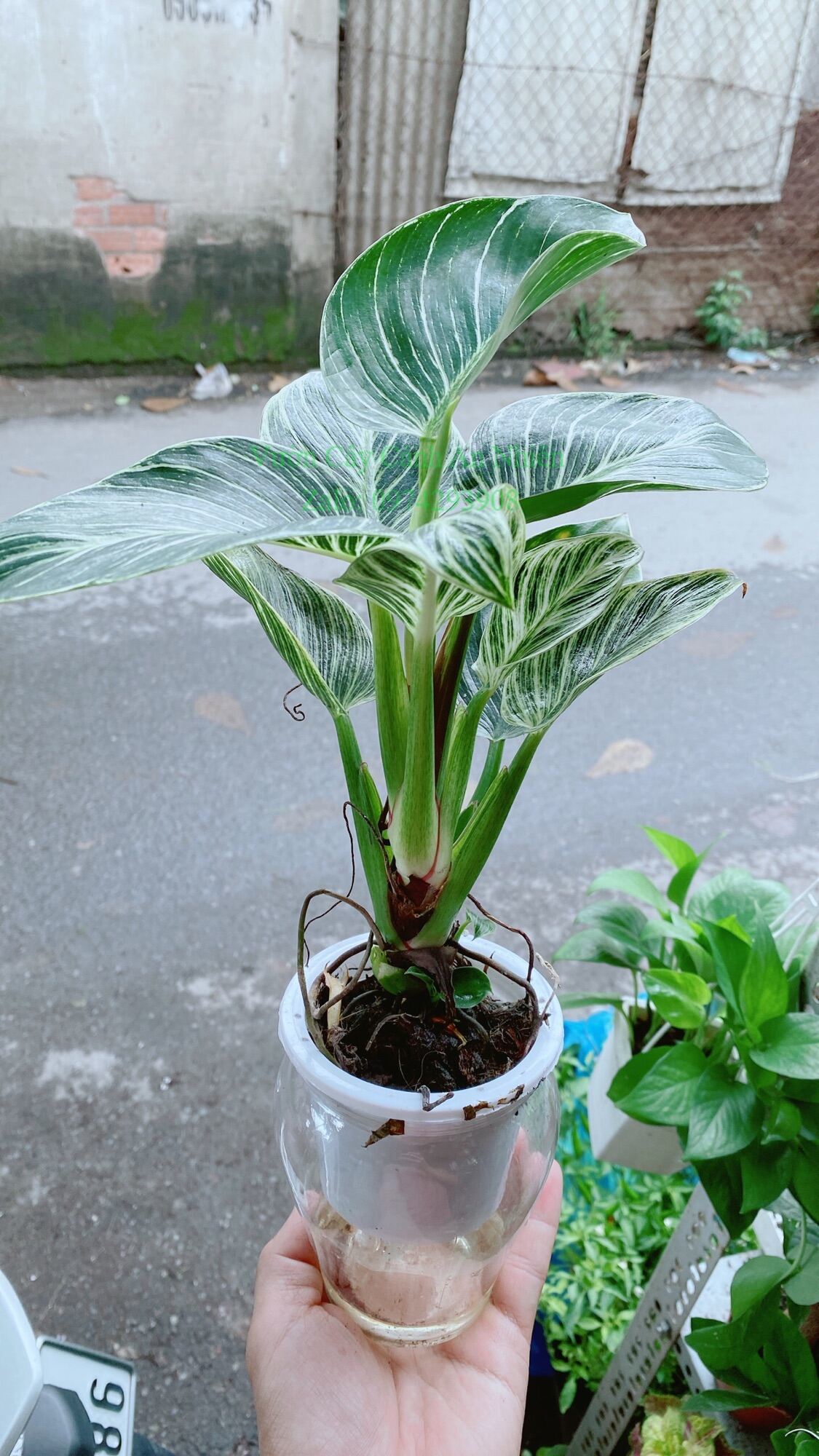 Chậu Cây Trầu Bà Hoàng Kim Trồng Thuỷ Sinh