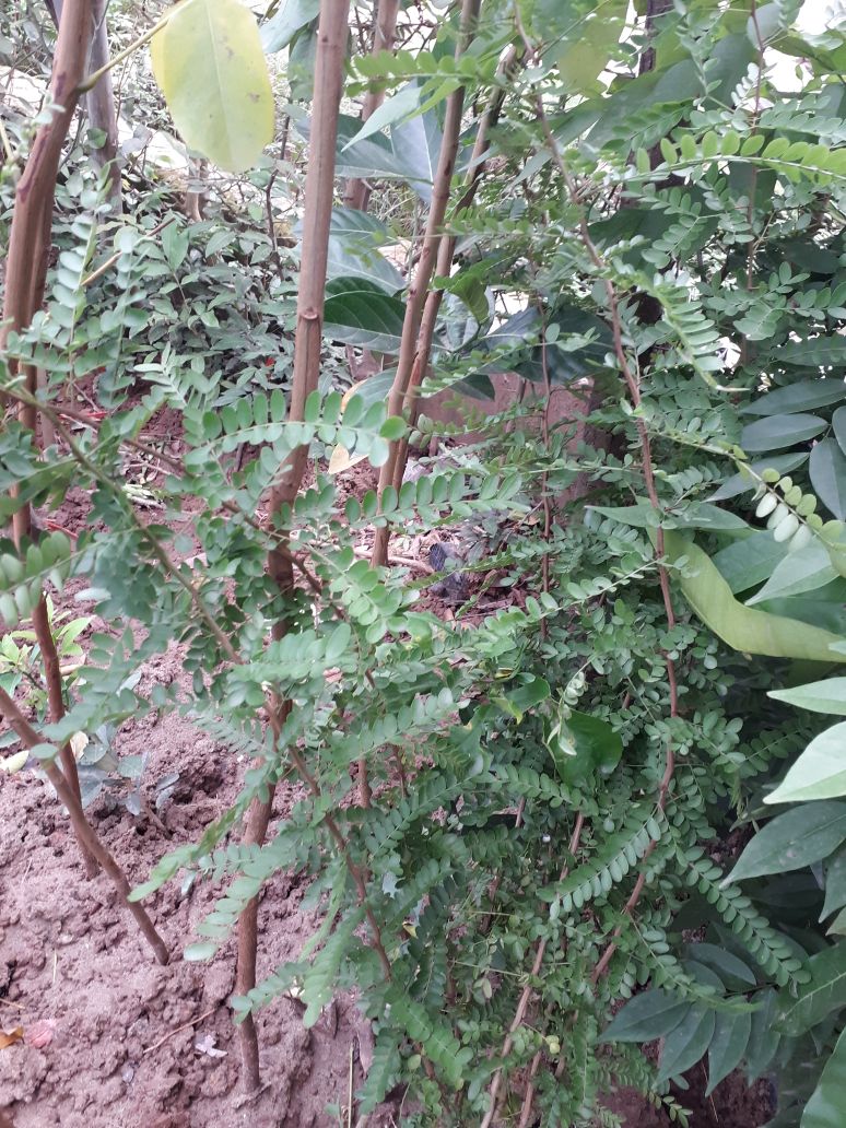 Cây giống bồ kết cao 1m