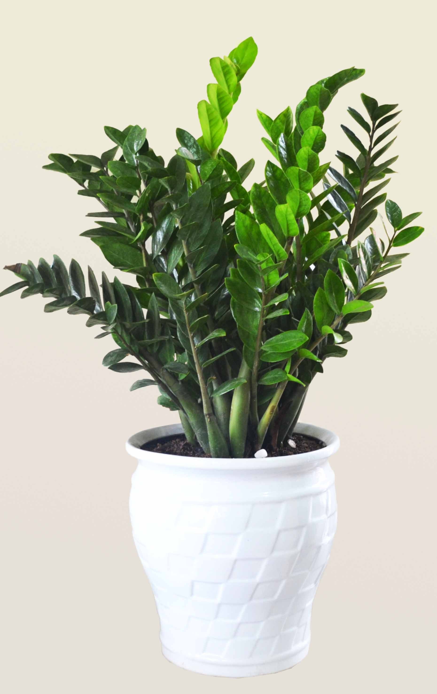 Cây kim tiền gửi đi nguyên bầu to - cckt