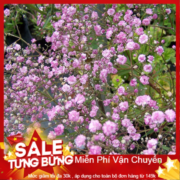 Hạt Giống Hoa Baby Hồng - 100 Hạt