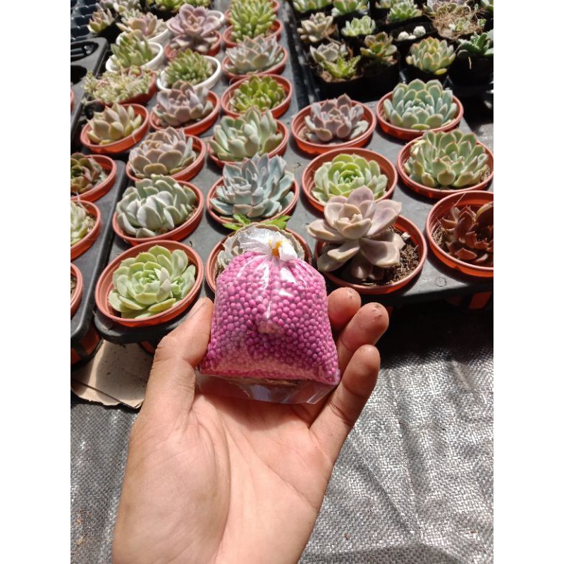 Phân Bón Tan Chậm Dành Cho Sen Đá, Xương Rồng