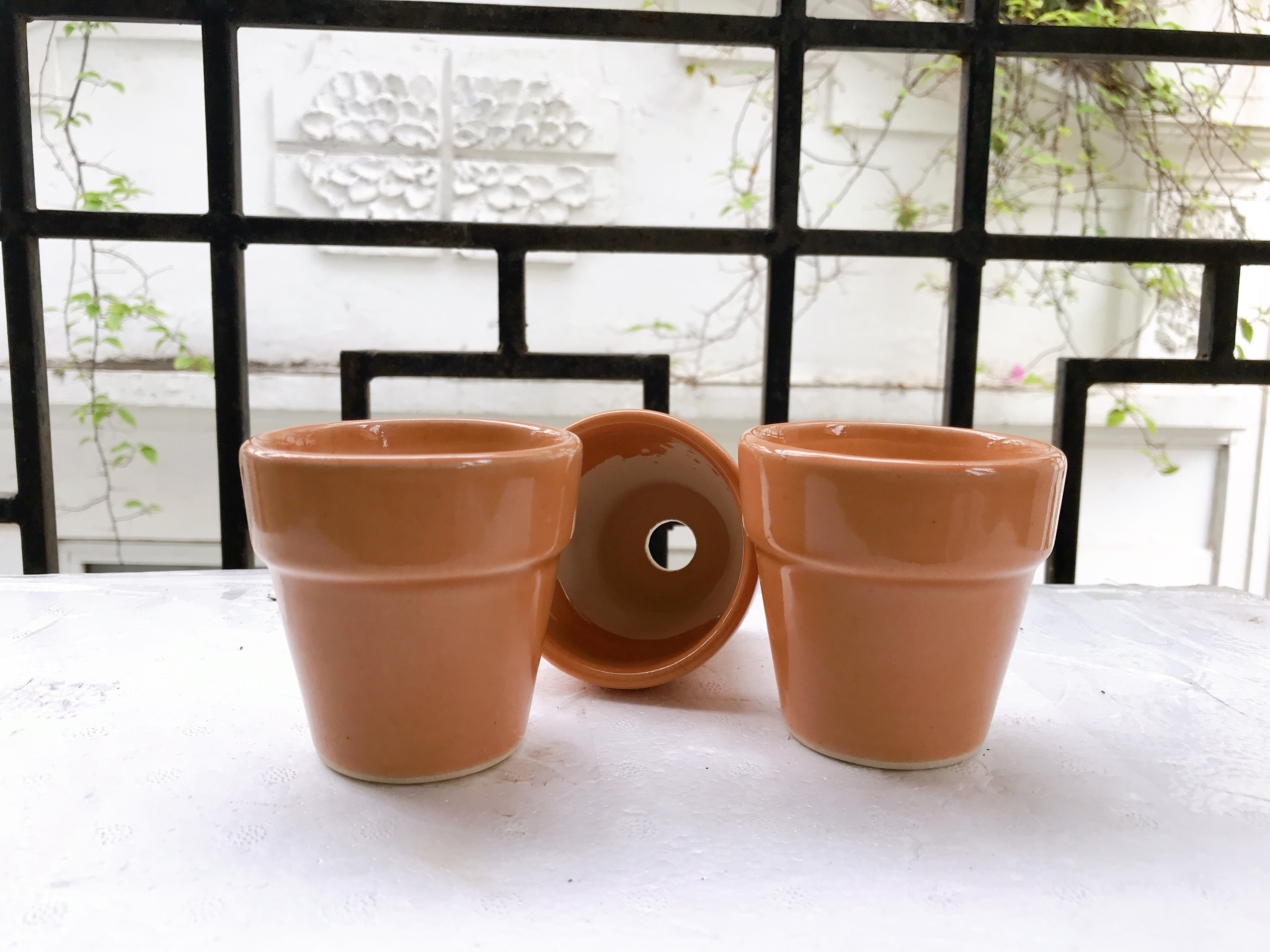 Cây bẫy mồi , Cây bẫy kẹp , Cây bắt mồi