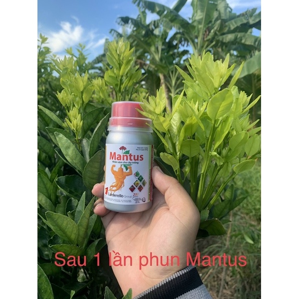 Phân bón vi lượng MANTUS 100ml ĐỒNG SINH HỌC