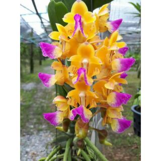 [Siêu Sale] hoa lan hoàng nhạn thái 4n