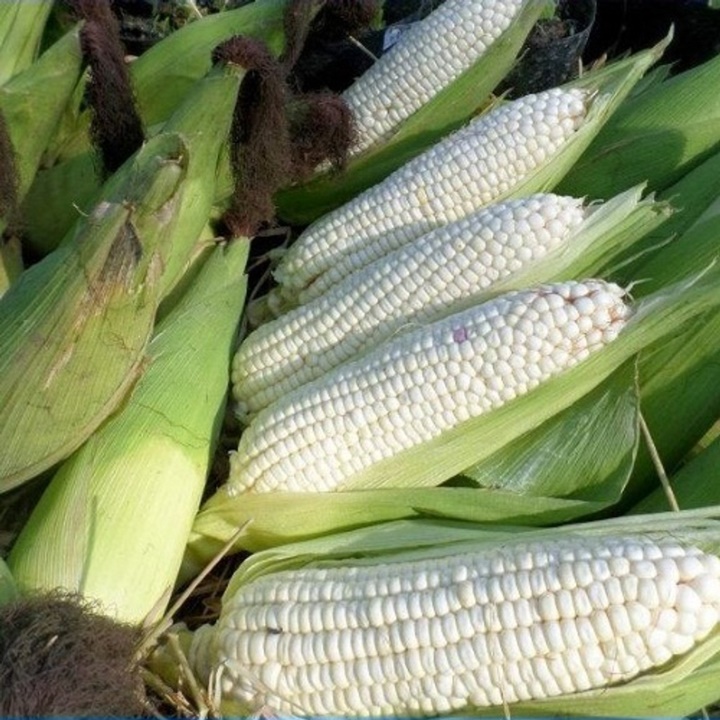 Hạt giống bắp nếp 100gr