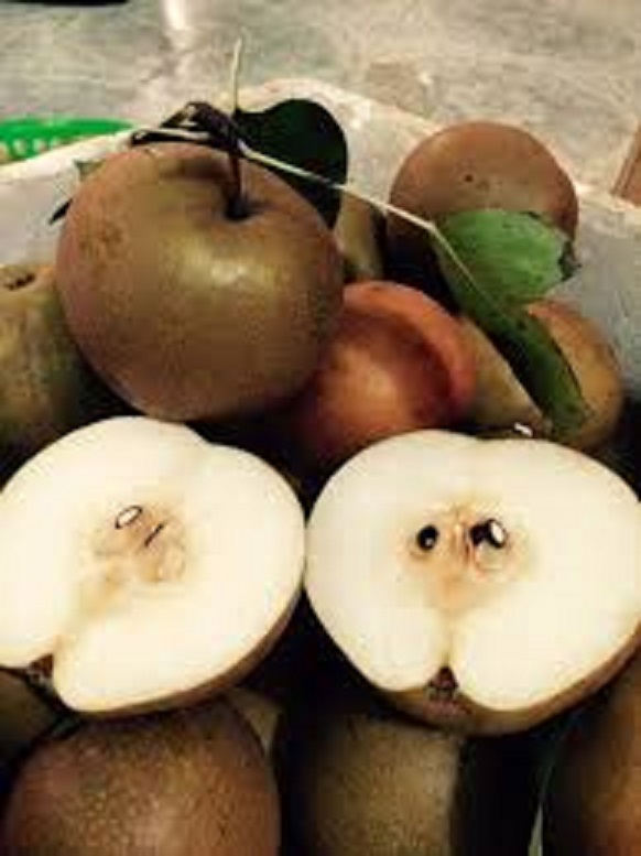 cây giống cây lê nâu (cây mắc cọp)