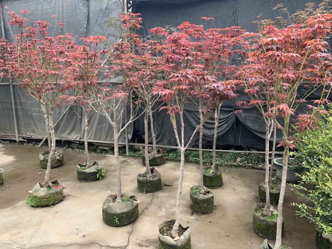 Cây Phong lá đỏ