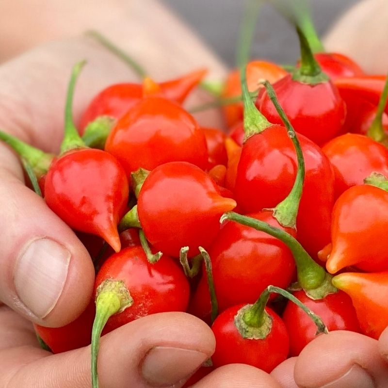 Hạt Giống Ớt Biquinho mix
