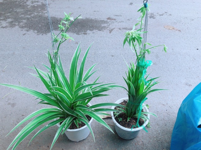 [HCM]Cặp Cây Dây Nhện