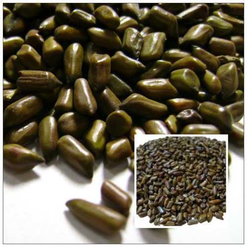 [HCM]HẠT THẢO QUYẾT MINH 500gram