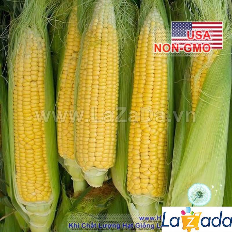 [HCM]BỘ 5GÓI 5Gr Hạt Giống Bắp Mỹ Bantam (A1.404| A7*W54)