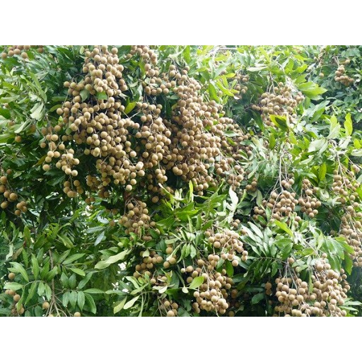 CÂY GIỐNG NHÃN LỒNG MUỘN SIÊU NGON SIÊU QUẢ