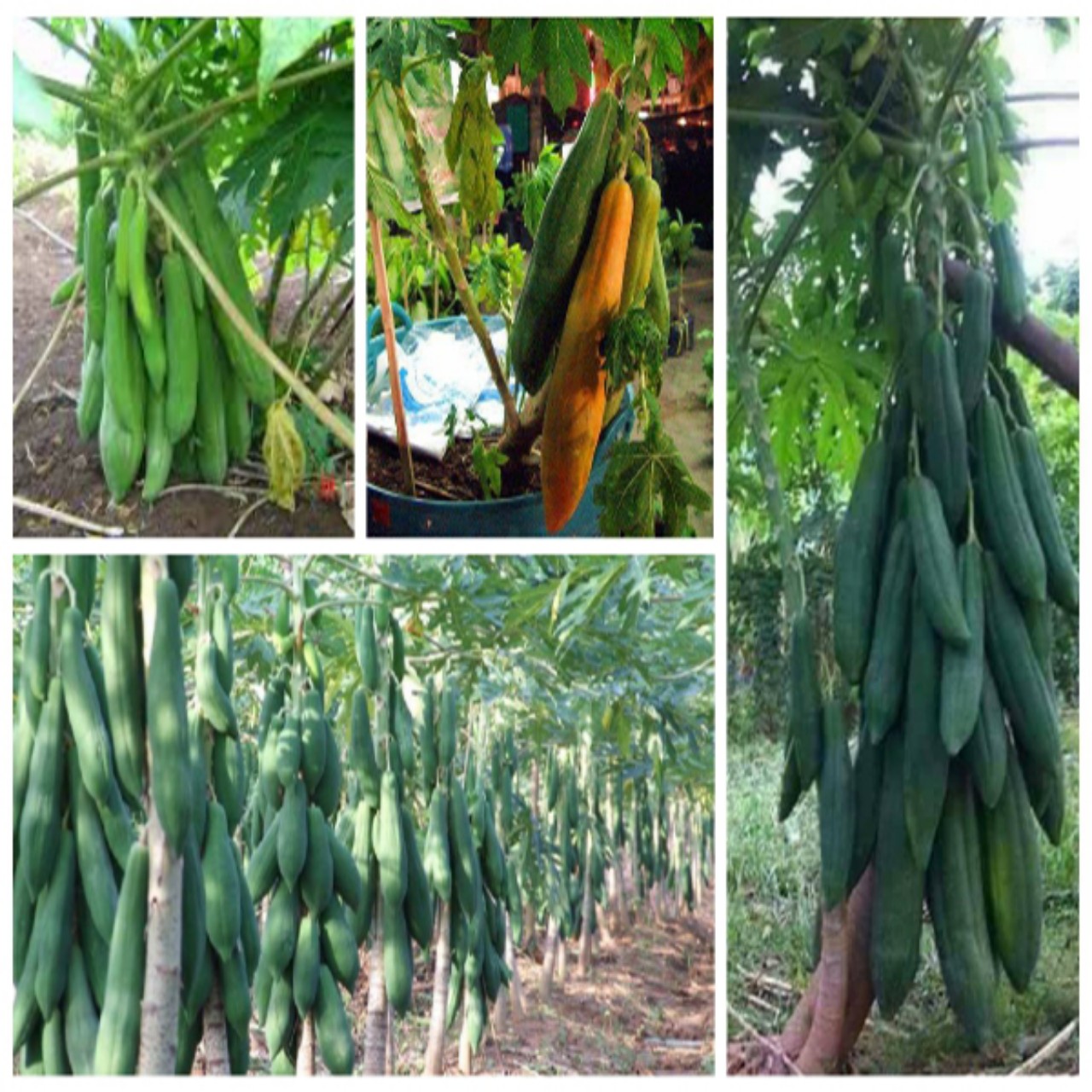 Hạt giống đu đủ puket thái lan