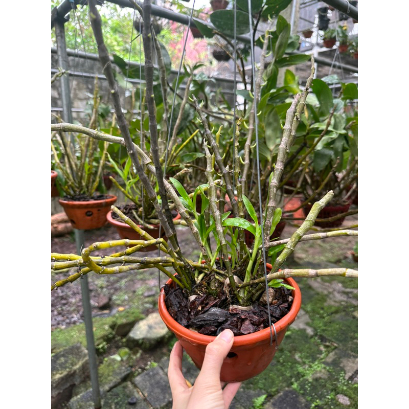 LAN Ý NGỌC ĐANG MÙA RA HOA
