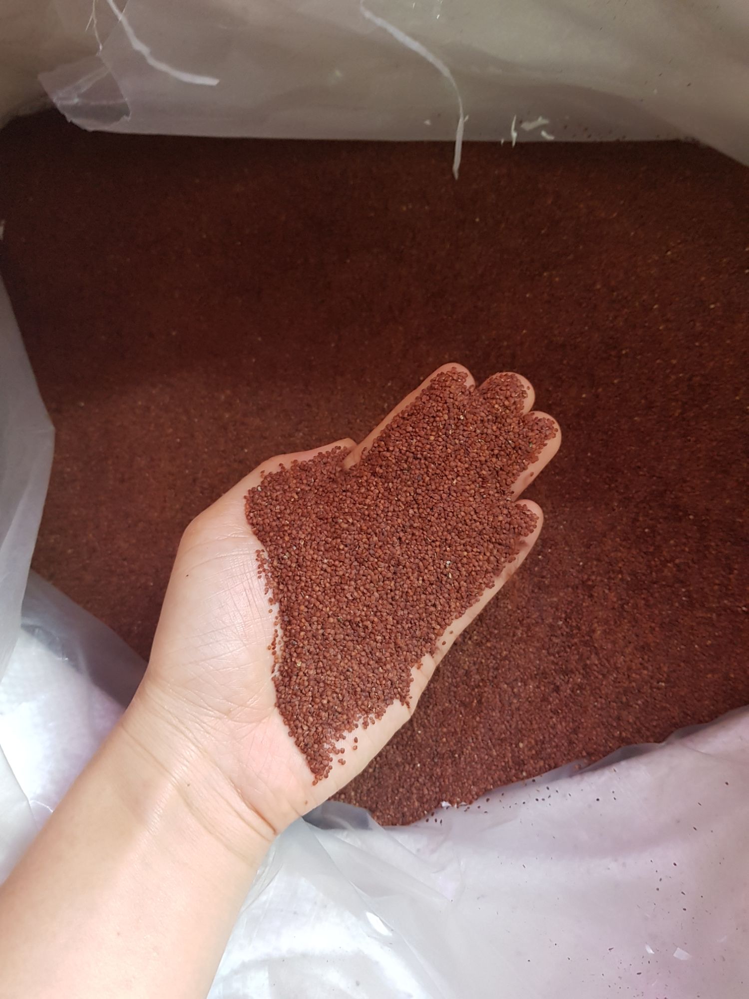 100gram Hạt ngũ hoa