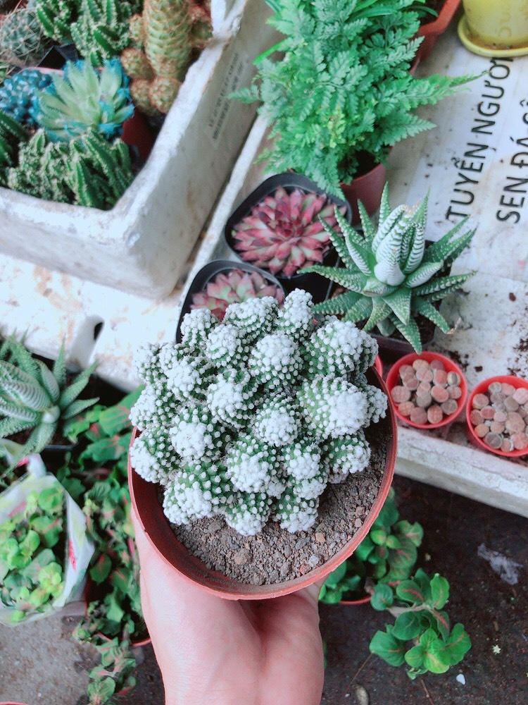 Xương Rồng Bụi Tuyết