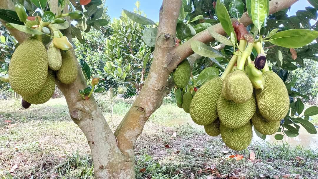 Phân bón lá SIÊU LÂN ĐỎ ( Giá bán chai 500ml)