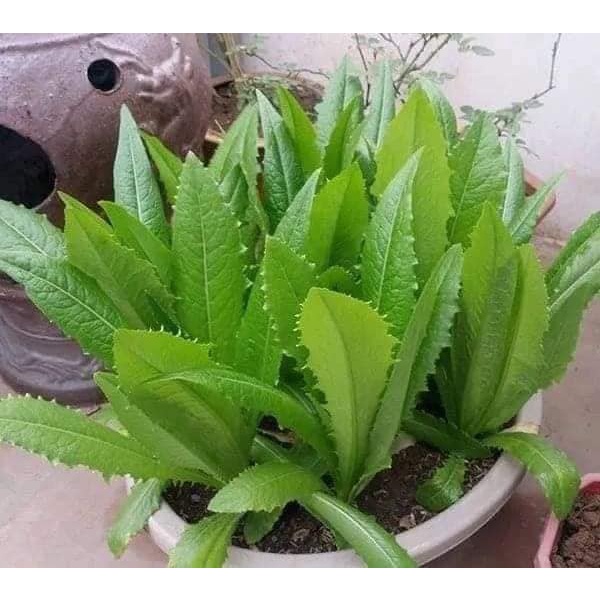 Hạt giống rau diếp thơm