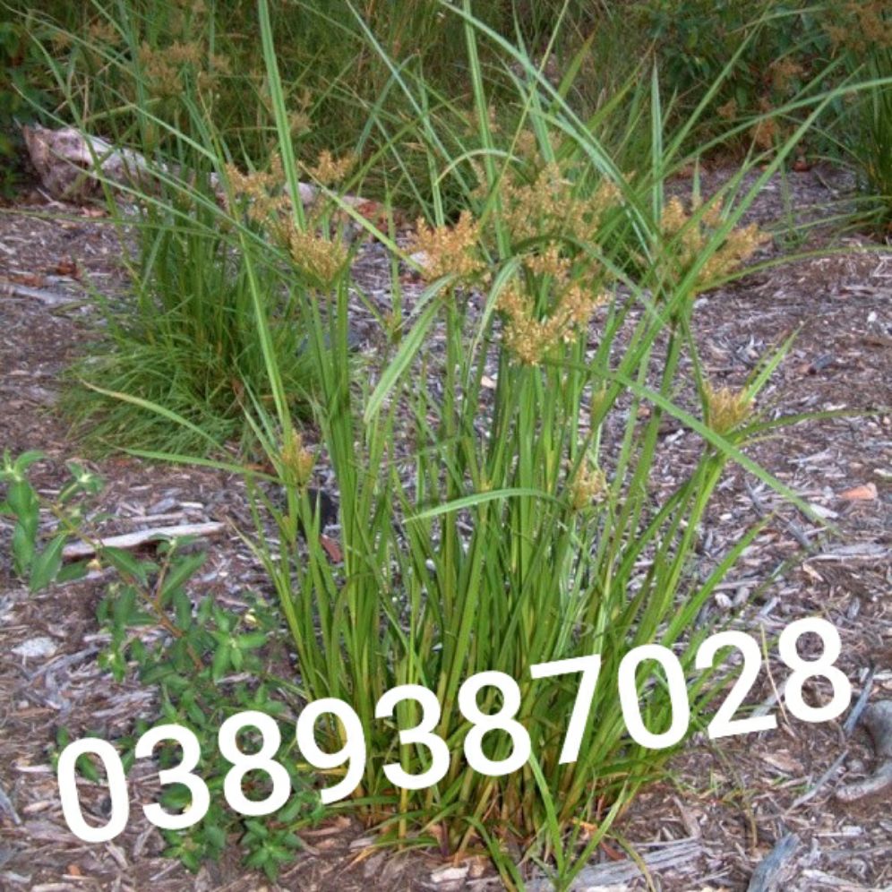 cây cỏ gấu,500g,(hương phụ)