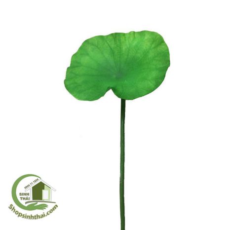 [HCM]Lá sen giả - cành lá sen cao cấp - 1 lá