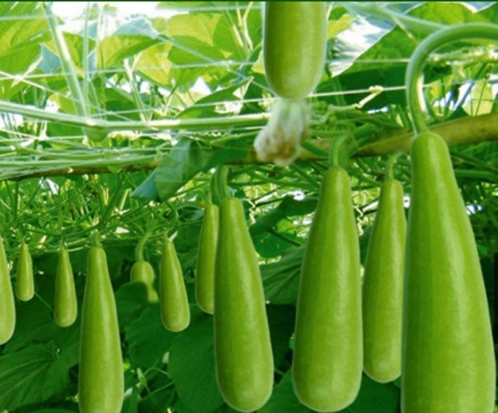 Hạt giống Bầu xị